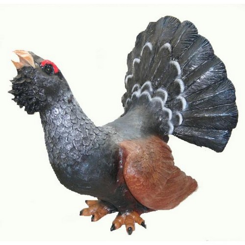 Глухарь большой 