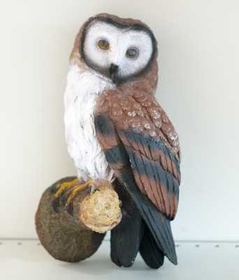 Навес: Сова белогрудая 