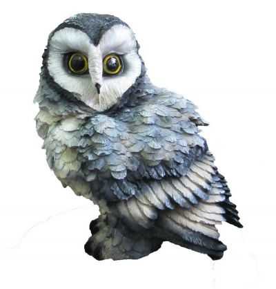 Сова средняя