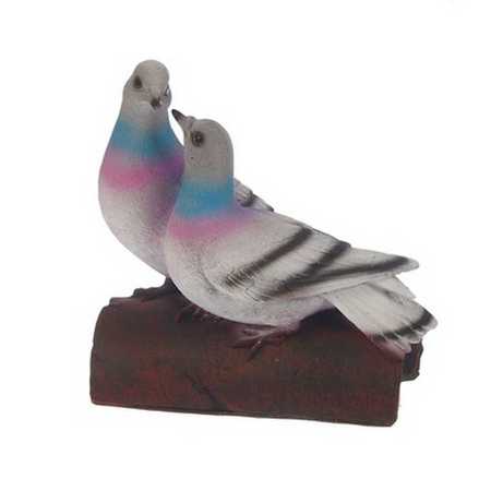 Голуби дикие пара