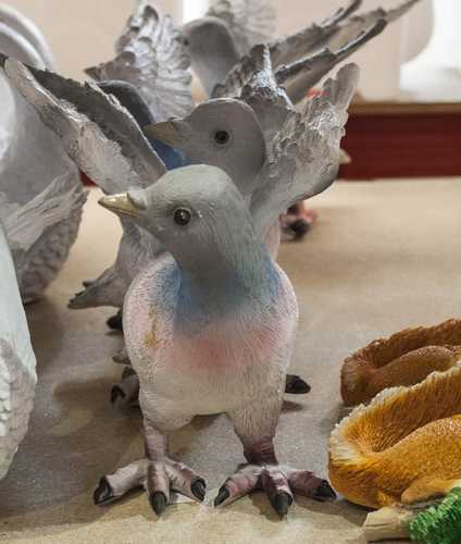 Голубь дикий