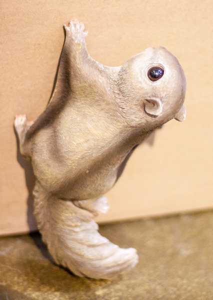 Белка-летяга