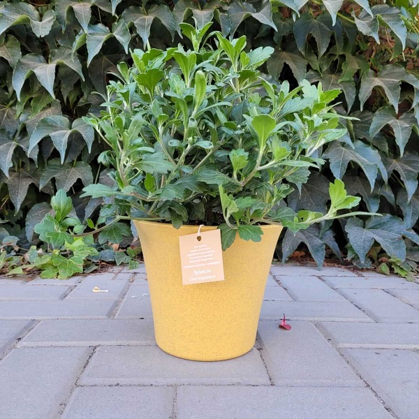 Горшок "ЭКО Лотос" D18,5 со встав. 2,5л горчичный (то)