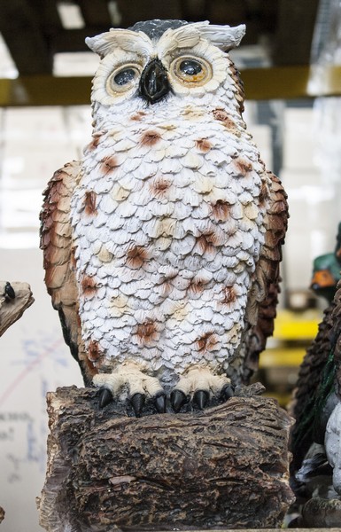 Филин на бревне