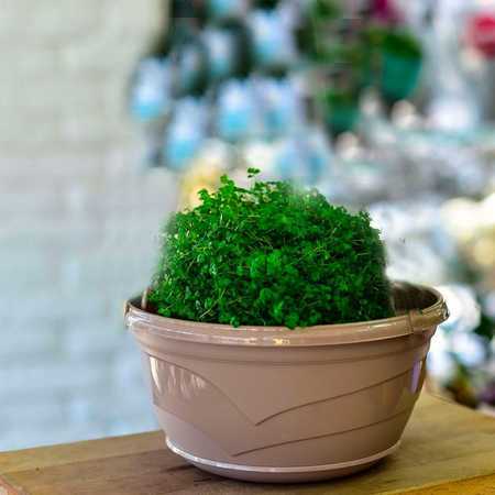 Горшок "Венеция" D25,5, с поддоном 4,0л фрапе (то)