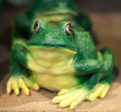 Лягушка 20*23см