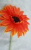 Цветок искусственный "Гербера" Цветок искусственный "Гербера"