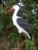 Аист большой Аист большой