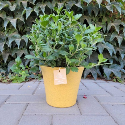 Горшок "ЭКО Лотос" D18,5 со встав. 2,5л горчичный (то)