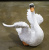 Лебедь с крыльями в верх Лебедь с крыльями в верх