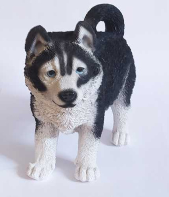 Щенок лайки стоячий