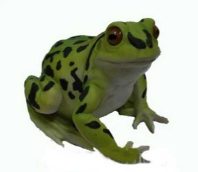 Лягушка большая пятнистая