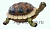 Черепаха малая