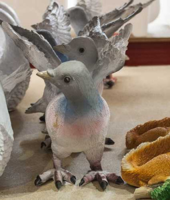 Голубь дикий