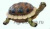 Черепаха малая