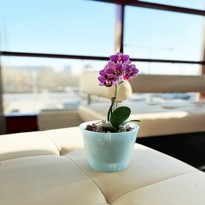 Горшок для цветов Фиджи Орхид 23см/5л голубой перламутровый (то)