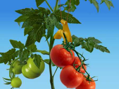 Подвес для растений