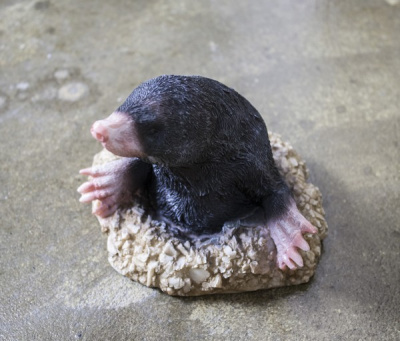 Крот в норе