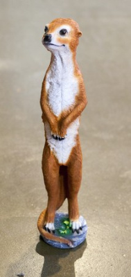 Сурикат большой