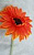 Цветок искусственный "Гербера" 